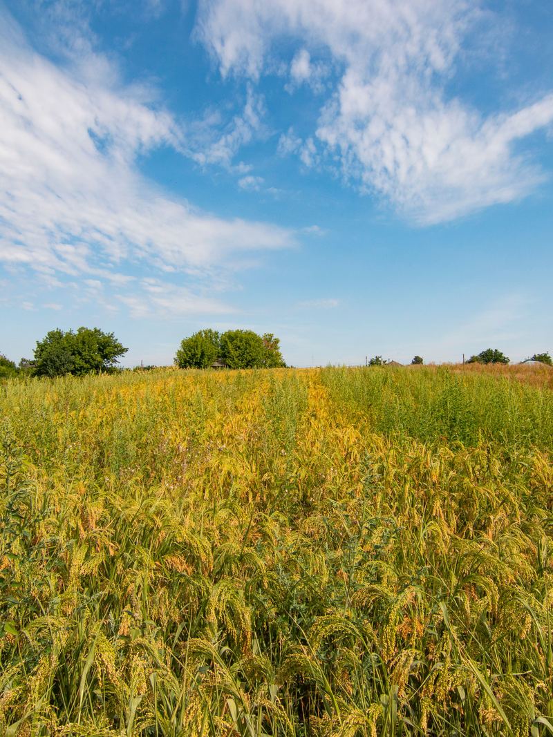 Campo de gergelim em maturação