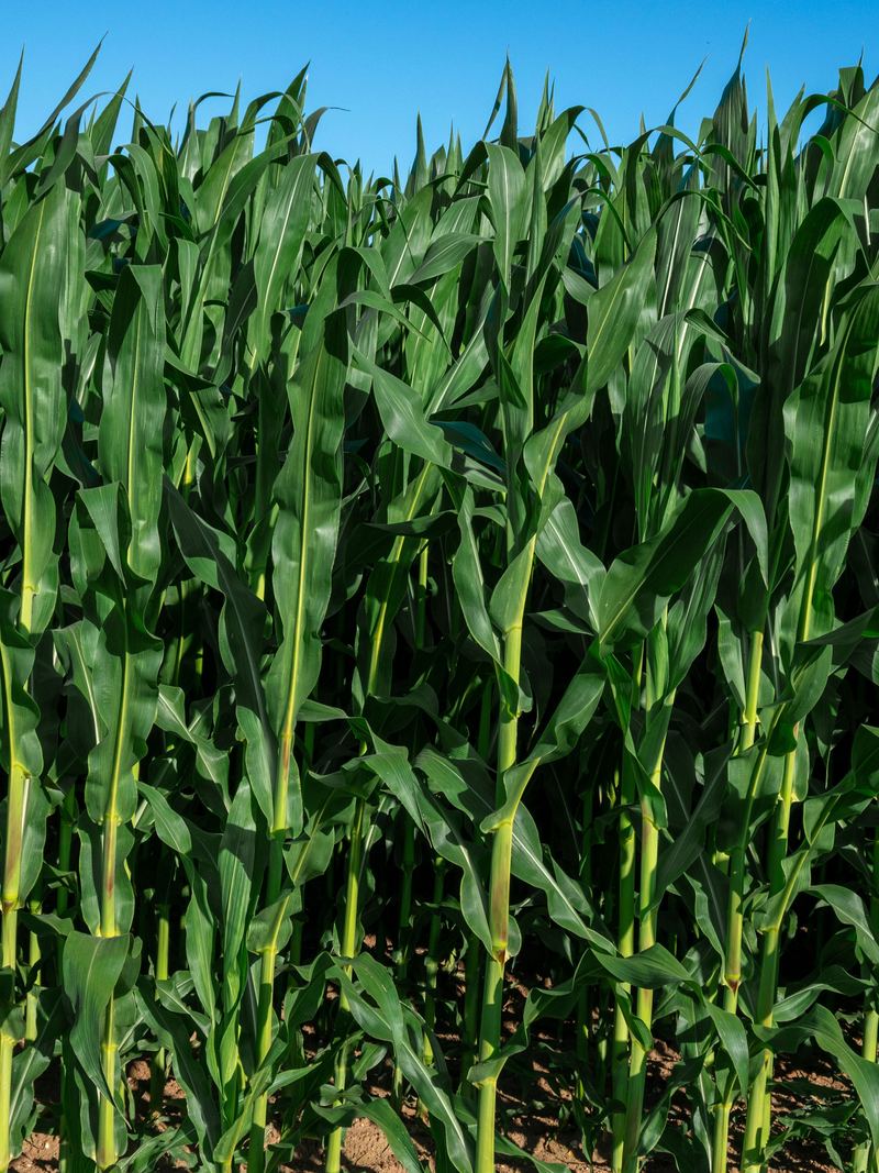 Campo de milho