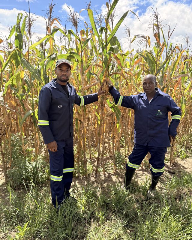 Equipa da Agro Lichimua num campo de milho
