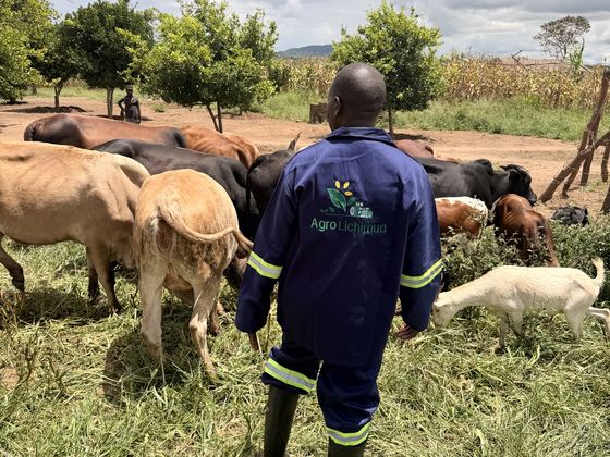 Trabalhador da Agro Lichimua junto ao gado e às cabras, na exploração