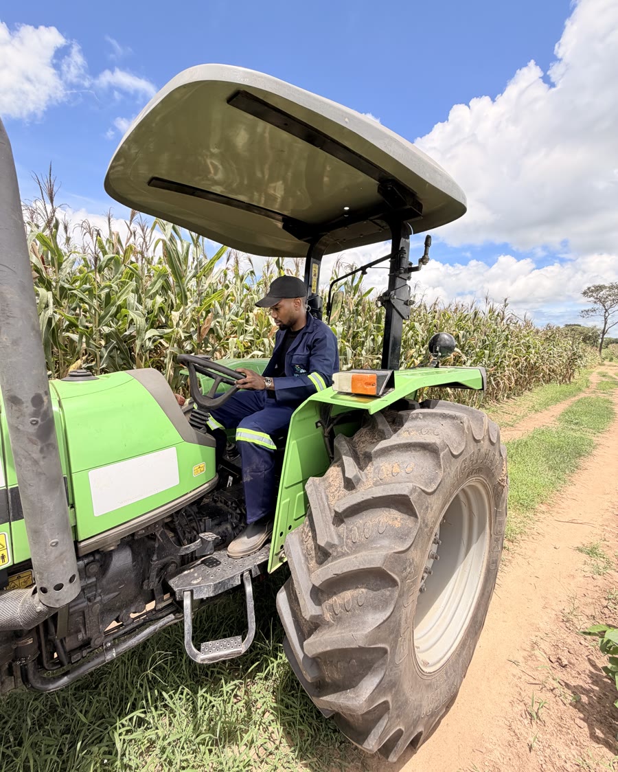 Operador da Agro Lichimua ao volante do trator, junto a um campo de milho